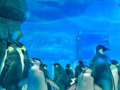 -海合安成都极地海洋公园