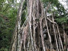 -中国科学院西双版纳热带植物园