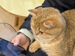 -有喵·猫咖·狗咖·30几只猫10只小狗(岗厦店)