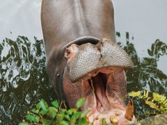-海南热带野生动植物园