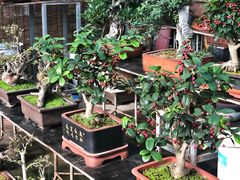 -秦美花卉(天朗·莱茵小城2期店)