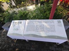 -新安江山水画廊风景区