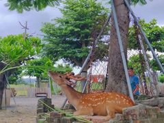-鹿境梅花鹿生态园区