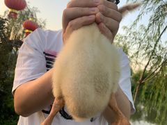 -同銮特种养殖场·龙虾垂钓