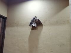 -土著渔匠·养生蝴蝶鱼(香樟路店)