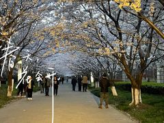 -高东镇樱花园