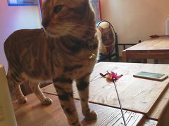 -李小姐の猫咖啡馆(五角场店)