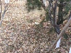 -森林公园(尖草坪区)