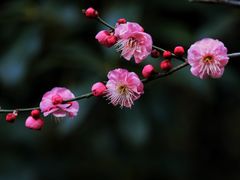 -上海吴淞炮台湾国家湿地公园