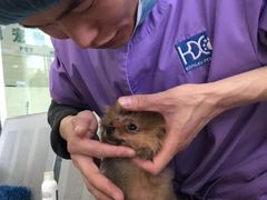 -康旭宠物医院(郑州总院)