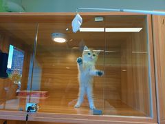 -猫十亿·布偶金渐层·曼基康矮脚猫舍(青年路店)