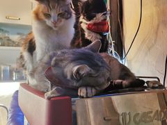 -猫色咖啡·猫咖