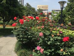 -常州古运河南大街文化旅游区-人民公园