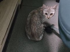 -半岛宠物医院24小时(科华中路店)