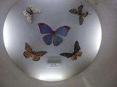-上海大自然野生昆虫馆