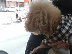 -康爱犬猫诊所·牙专科·骨外科·影像内科(丰宁店)