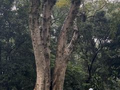 -广西壮族自治区药用植物园
