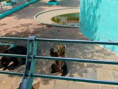 -西霞口神雕山野生动物世界