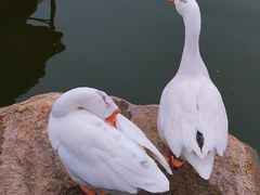 -莲湖公园