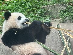 -都江堰中华大熊猫苑