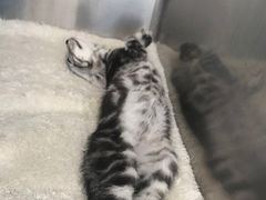 -北京恒爱动物医院(清景园分院)