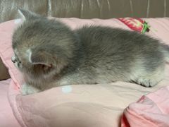 -老吴的猫·猫舍(新区店)