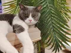 -藏猫猫咖啡主题馆(中央大道店)