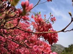 -木兰云雾山