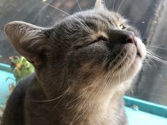 -猫小院猫主题咖啡厅(北锣店)