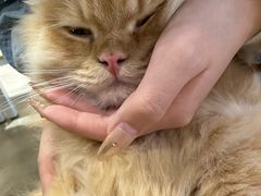 -藏猫猫咖啡主题馆(中央大道店)