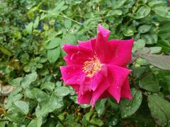 -花之城