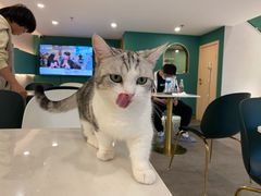 -飞行喵MR PILOT|猫舍·猫咖(静安大融城店)