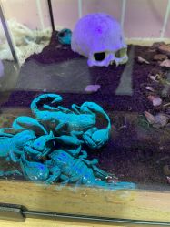 -Moni星球萌宠·小马宝莉·灵蛇·高端高阶全萌宠互动体验俱乐部(红豆国际广场店)