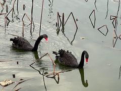 -池杉湖湿地公园