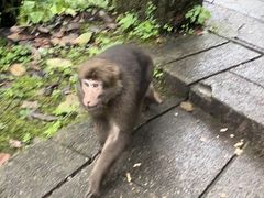 -西岭雪山大飞水景区
