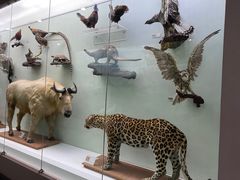 -国家自然博物馆