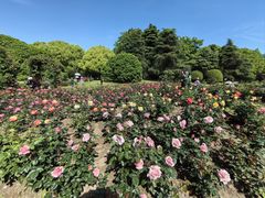 -上海滨江森林公园