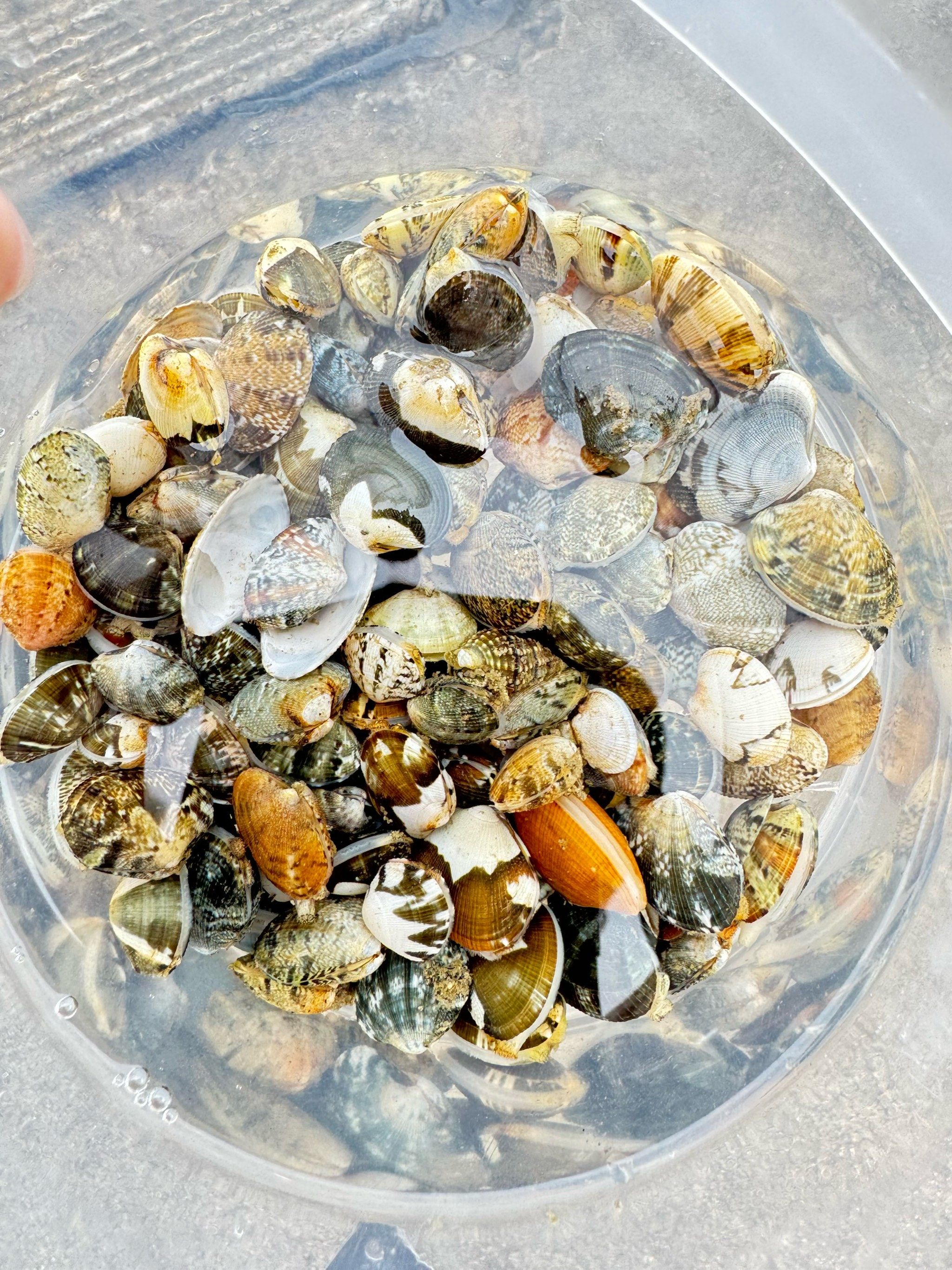 九龙湾公园赶海