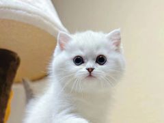 -欣宠猫屋·矮脚拿破仑·蓝金金渐层