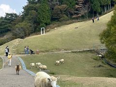-神户市立六甲山牧场