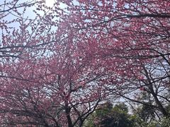 -杭州半山国家森林公园