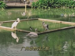 -广州动物园