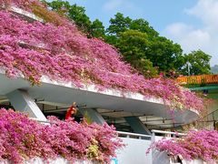 -深圳仙湖植物园