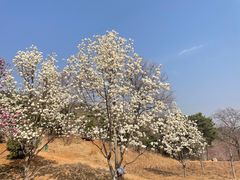 -北京西山国家森林公园