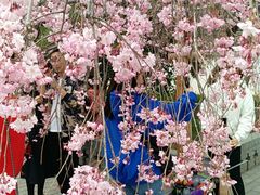 -西安青龙寺遗址景区