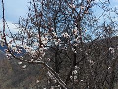 -灵山