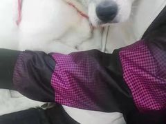 -A猫a狗全科·犬猫异宠·芥西宠物医院(南开总院)