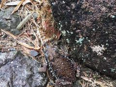 -雁荡山雁湖景区