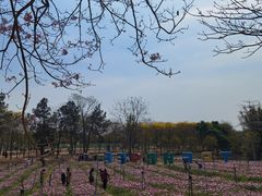 -天适樱花悠乐园