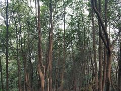 -火炉山森林公园